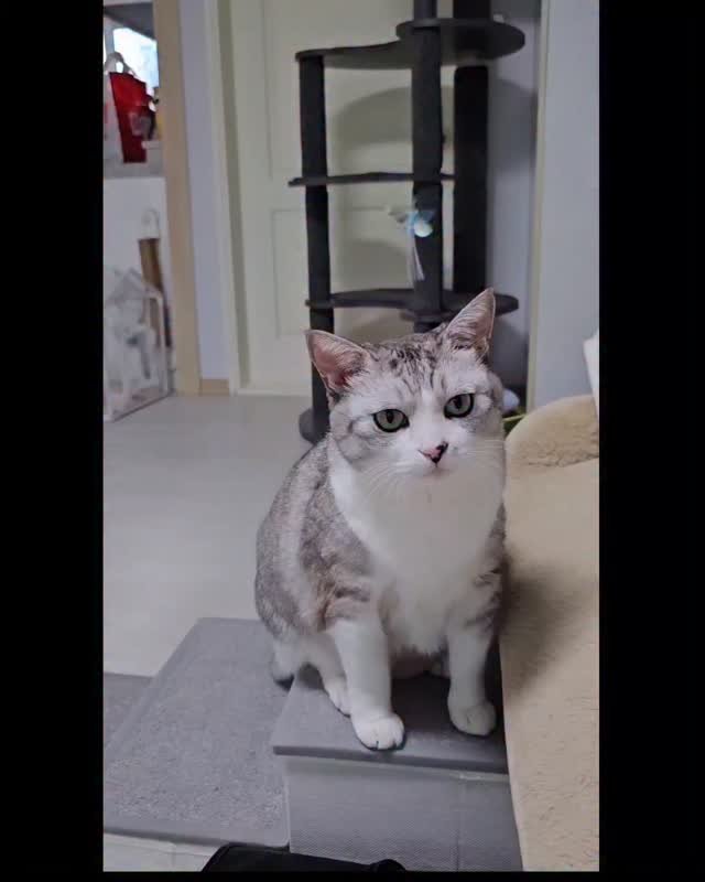 been_ricecake2 게시물 이미지: 콩떡이 근황
새로운 저욤!!
개인기 생기심

간식하나 먹기도
더럽고 힘든...