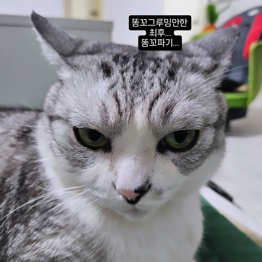 Photo by 콩떡이  ❤️  지우 on June 27, 2025. May be an image of Abyssinian cat, kitten and text that says '똥꼬그루밍안한 최후.. 똥꼬파기...'.