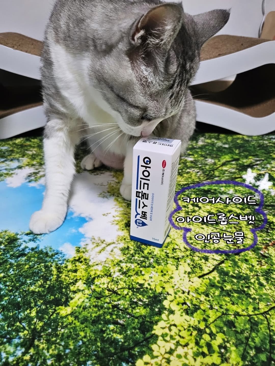 Photo by 콩떡이  ❤️  지우 on June 30, 2025. May be an image of kitten, Abyssinian cat, mouse pad, petfood, ointment and text.