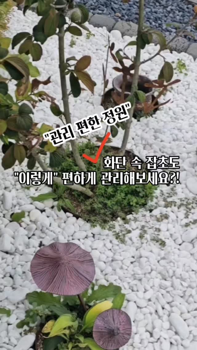 bejjangijubu 게시물 이미지: #오늘의육가일지(9.8)

우리 정원 갖고 계신 주택러님들, 잡초 때문에 고민...
