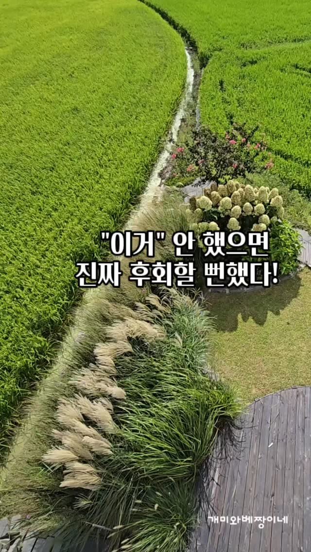 bejjangijubu 게시물 이미지: 얼마 전에 폭염·폭우도 견뎌낸 꽃 10가지를 공유했는데,
제 키보다 크고 풍성하게...
