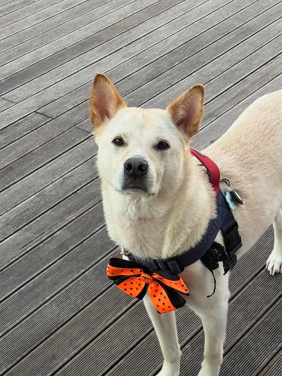 Photo by BELLELEAH on October 29, 2025. May be an image of dog, bowtie, bandanna and text.