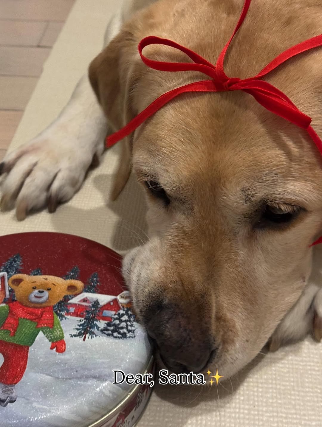 Photo by BELLELEAH on December 25, 2025. May be an image of dog, placemat and text that says 'Dear, Santa'.