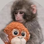 monkey_lonely1234 프로필 사진