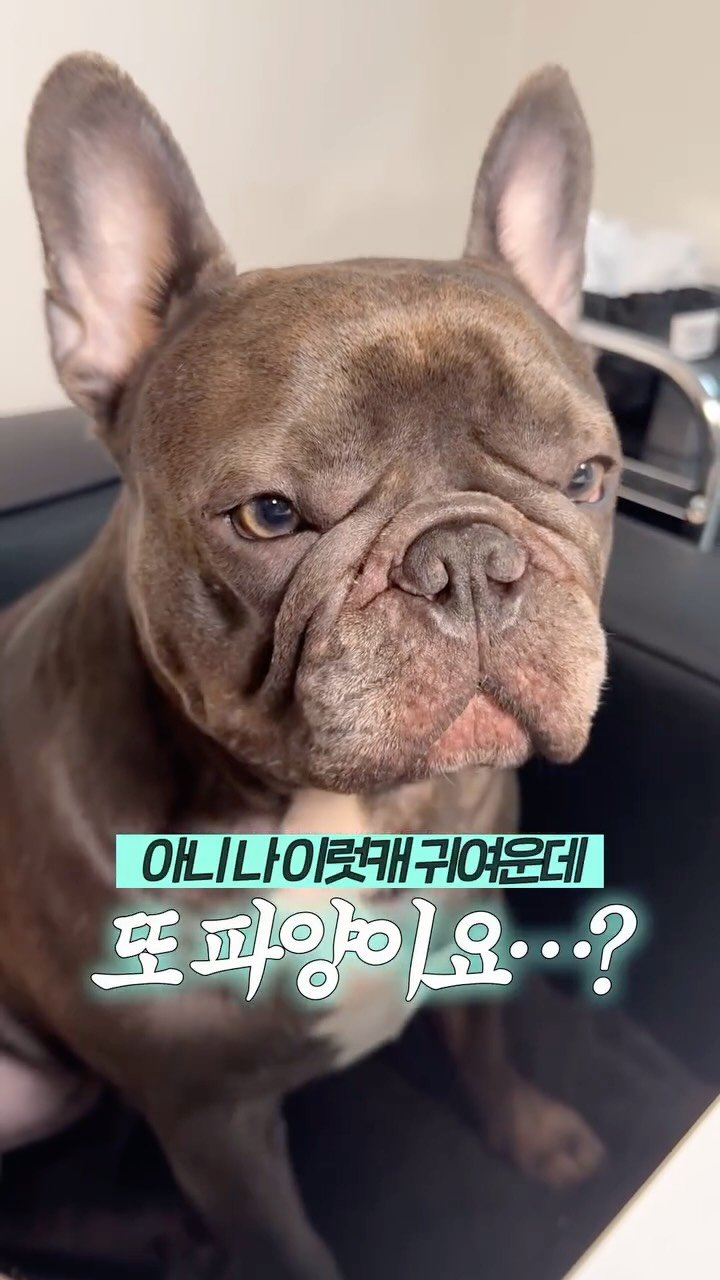 beombee2 게시물 이미지: 귀여운데 또 파양이요...?

저 아픈기억이 있어요 귀여우니까 좀 이해해주시면...