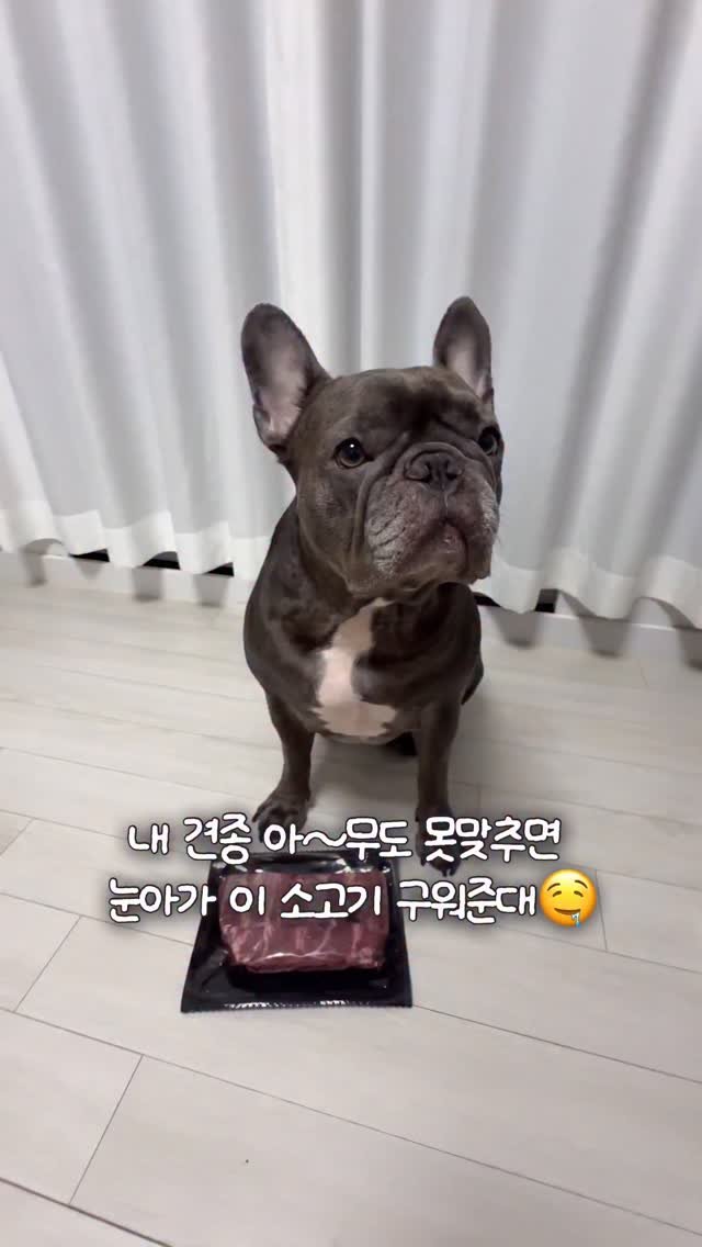 beombee2 게시물 이미지: 눈치챙겨주세요 ㅋㅋ

#강아지릴스 #견종맞추기 #강아지 #dogreels #dog