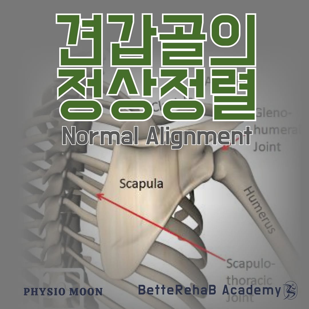 Photo by BetteRehab on February 02, 2025. May be an image of ‎bone and ‎text that says '‎견갑골의 적상적력 ק000 Gleno- Gleno- Normal Alignment humera Joint Scapula Humerus ច% PHYSIO PHYSIOMOON OON Scapulo- thoracic BetteRehaB AcademyR Join‎'‎‎.