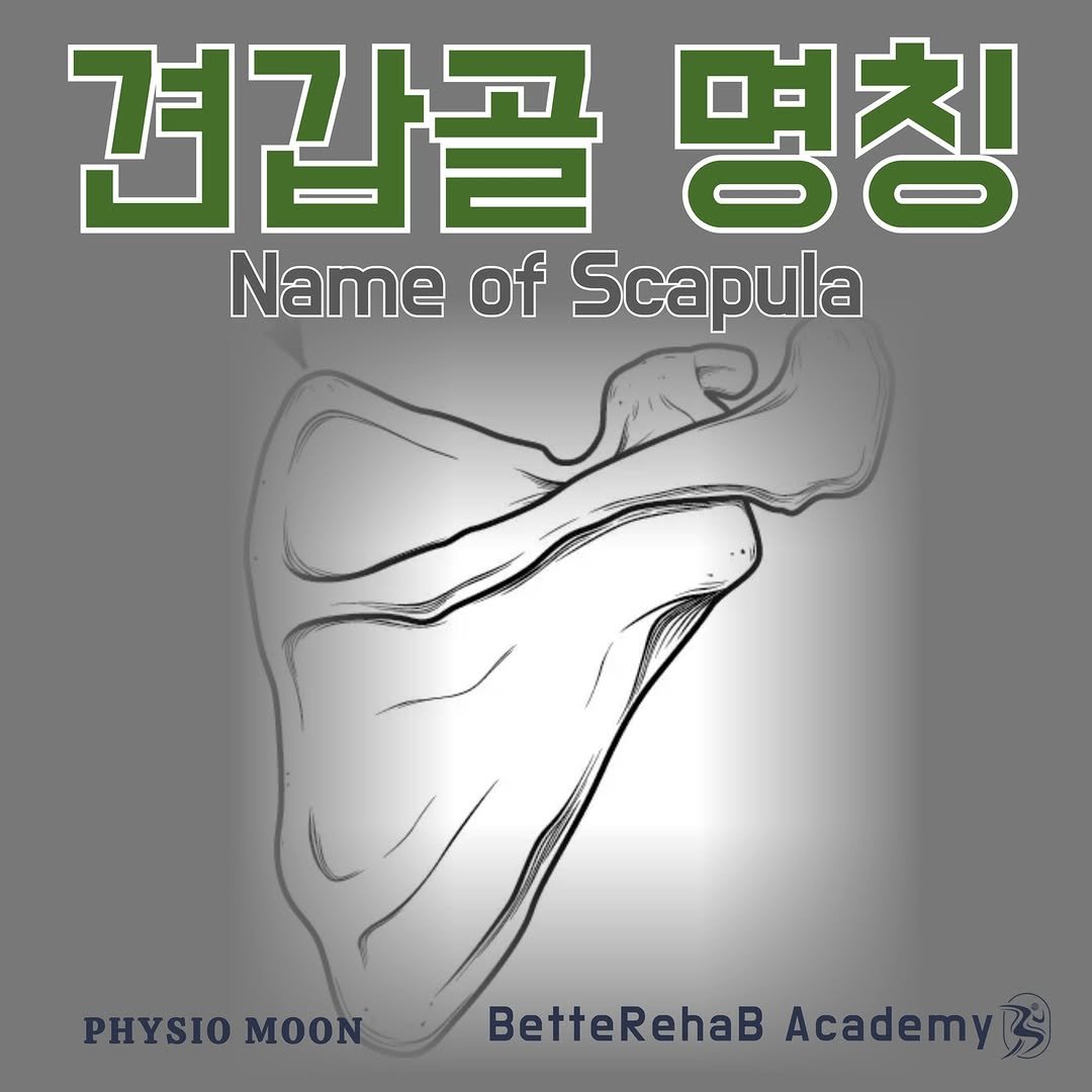 Photo by BetteRehab on February 03, 2025. May be an illustration of xray, bone, poster and text that says '견갑골 명칭 Name of Scapula PHYSIO MOON BetteRehaB AcademyB'.