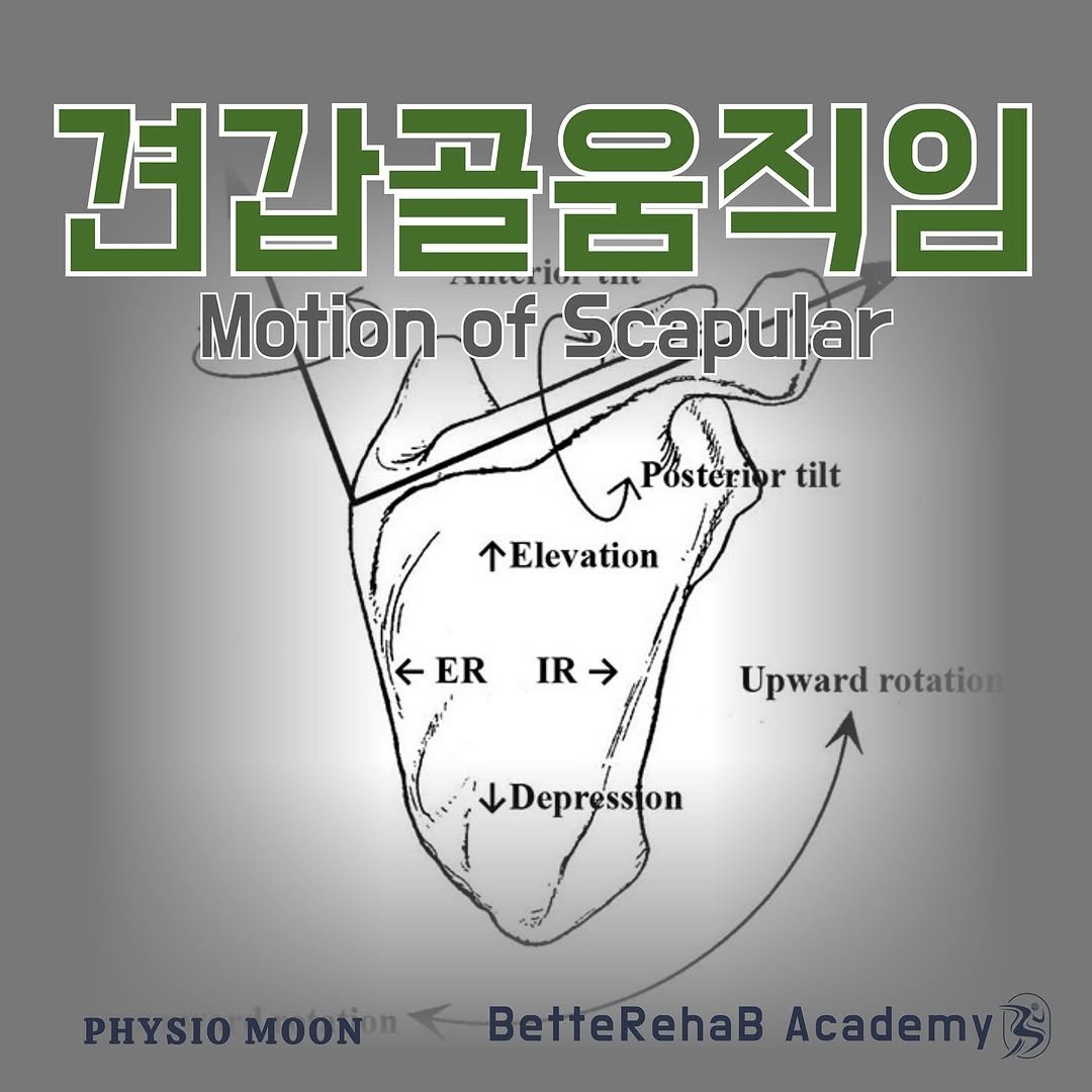 Photo by BetteRehab on February 02, 2025. May be an image of text that says '견갑골움직임 Motion Motion-ofrScapular of Scapular Posterior tilt Elevation ← ER ER IR ERIR IR Upward Upwardrotation rotation Depression PHYSIO PHYSIOMOON.BetteRehaBAce PHYSIOMOON MOONn BetteRehaB AcademyBs'.