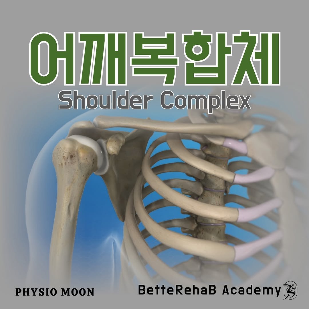 Photo by BetteRehab on February 11, 2025. May be an image of bone and text that says '어깨복합체 Shoulder ShoulderComplex Complex PHYSIOMOON PHYSIO MOON BetteRehaB BetteRehaBAcademy Academy'.