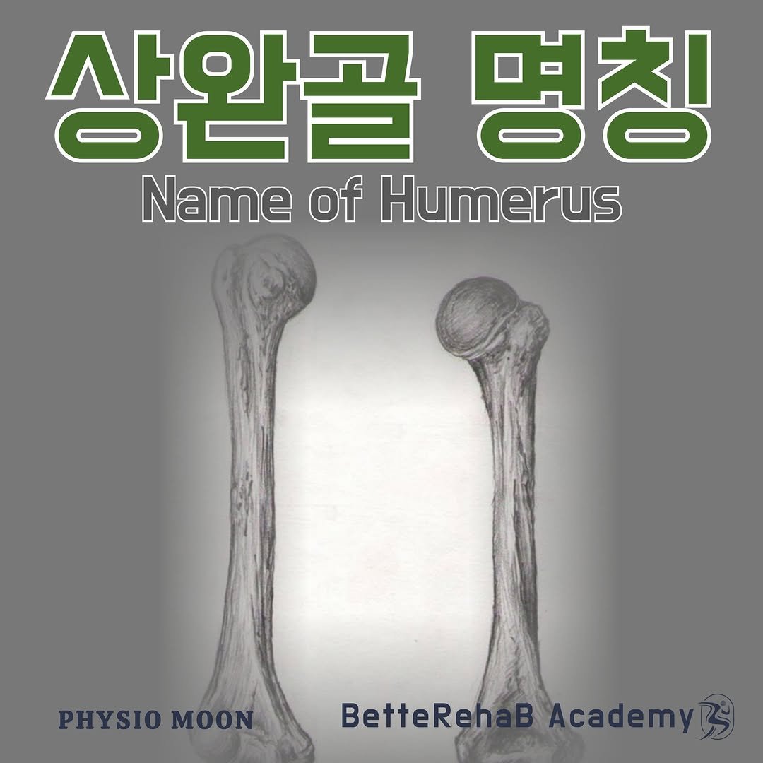 Photo by betterehab_academy on February 27, 2025. May be an image of bone and text that says '상완골 명칭 Name NameOfHumerus of Humerus PHYSIOMO PHYSIOMOON MOON BetteRehaBAcademy BAcademyBs BetteReh'.