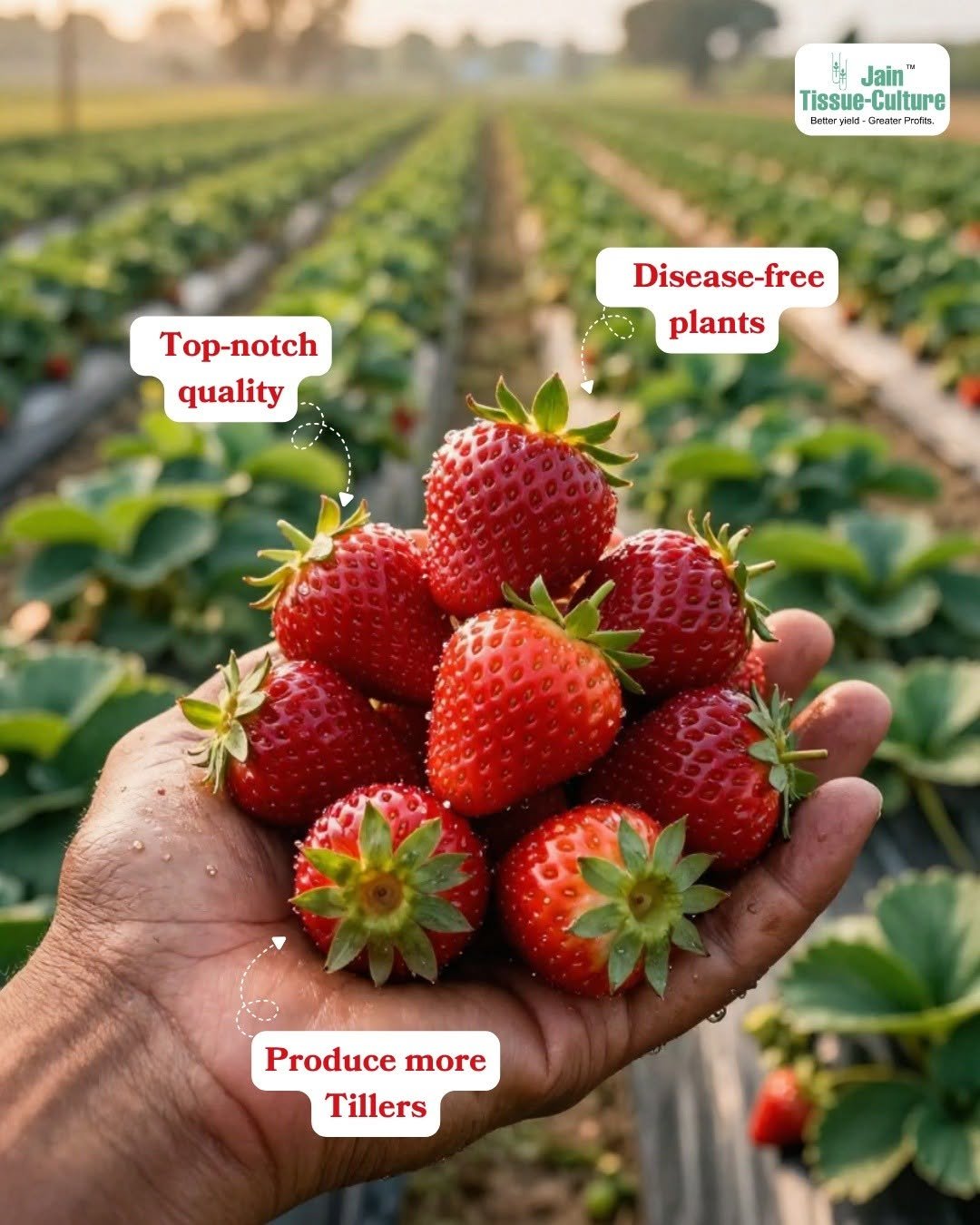 betteryields_greaterprofit 게시물 이미지: 🍓🌿 Every great strawberry harvest begins with...