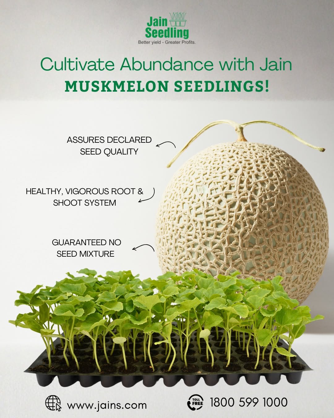 Photo by Jain HI-TECH Plant Factory🪴 \\ Jain Tissue Culture 🌱 on December 01, 2025. May be an image of watermelon, cantaloupe, vegetable, melon, seedlings, gourd, seedling and text that says 'Jain Jain Maar I Seedling Better yield Greater rotits. Cultivate Abundance with Jain MUSKMELON SEEDLINGS! ASSURES DECLARED SEED QUALITY HEALTHY, VIGOROUS ROOT & SHOOT SYSTEM GUARANTEED NO SEED MIXTURE www.jains.com TOLL 18005991000 1800 599 1000'.