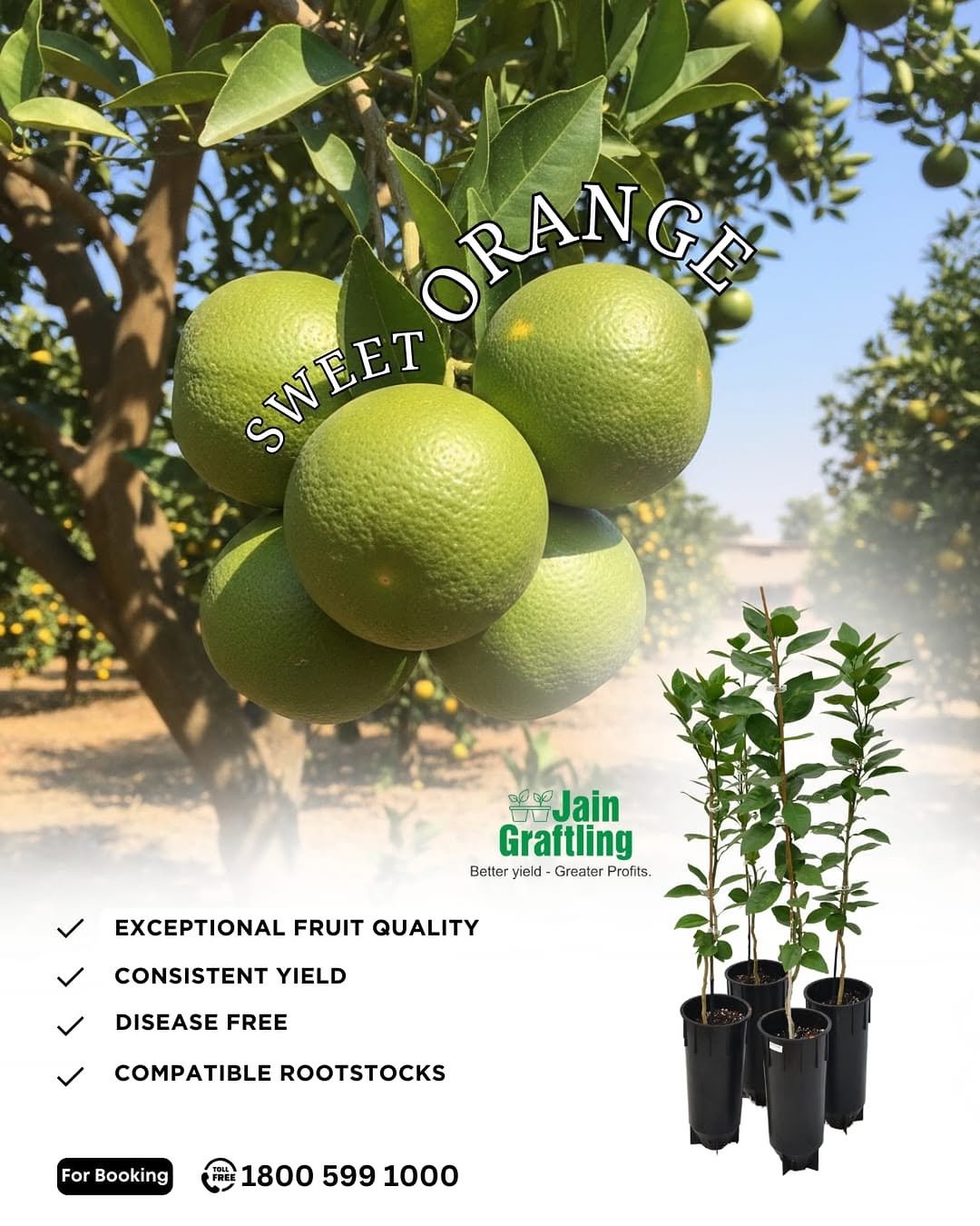 Photo by Jain HI-TECH Plant Factory🪴 \\ Jain Tissue Culture 🌱 on February 27, 2026. May be an image of ‎pear, pomelo, tree and ‎text that says '‎ORANGE ORAN SWEET eJain مهح Graftling Belter yield Greater Profits. EXCEPTIONAL FRUIT QUALITY CONSISTENT YIELD DISEASE FREE COMPATIBLE ROOTSTOCKS For Booking 1800 599 1000‎'‎‎.