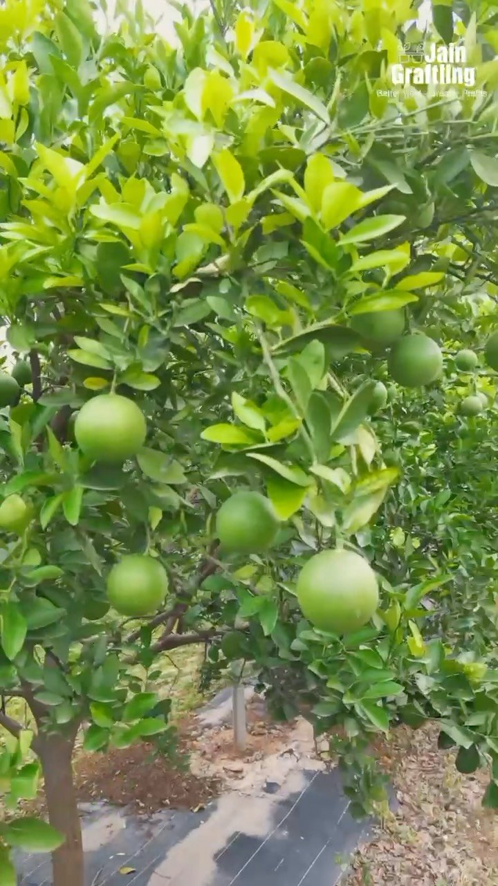 betteryields_greaterprofit 게시물 이미지: 🌿 Every fruit you see today was once just a...