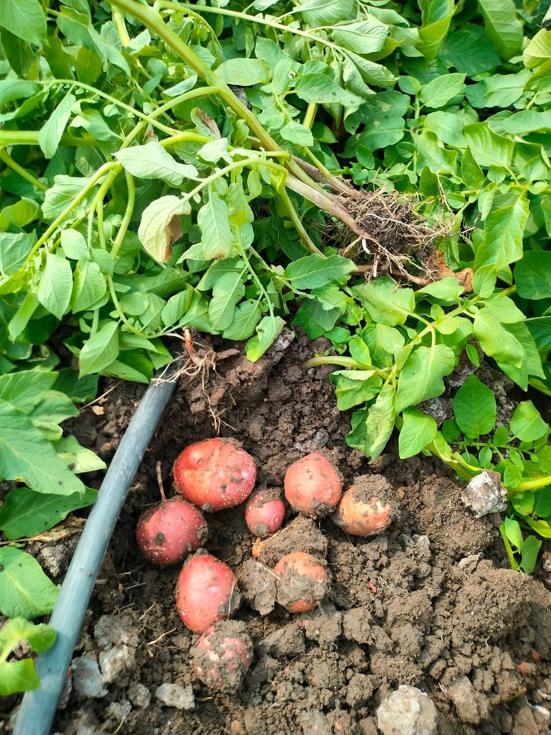 Photo shared by Jain Irrigation Systems Ltd. on February 24, 2026 tagging @betteryields_greaterprofit. May be an image of potato, radish and text.