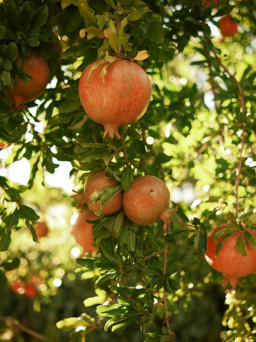 betteryields_greaterprofit 게시물 이미지: ❤️🌿 A healthy Jain Tissue Culture pomegranate...