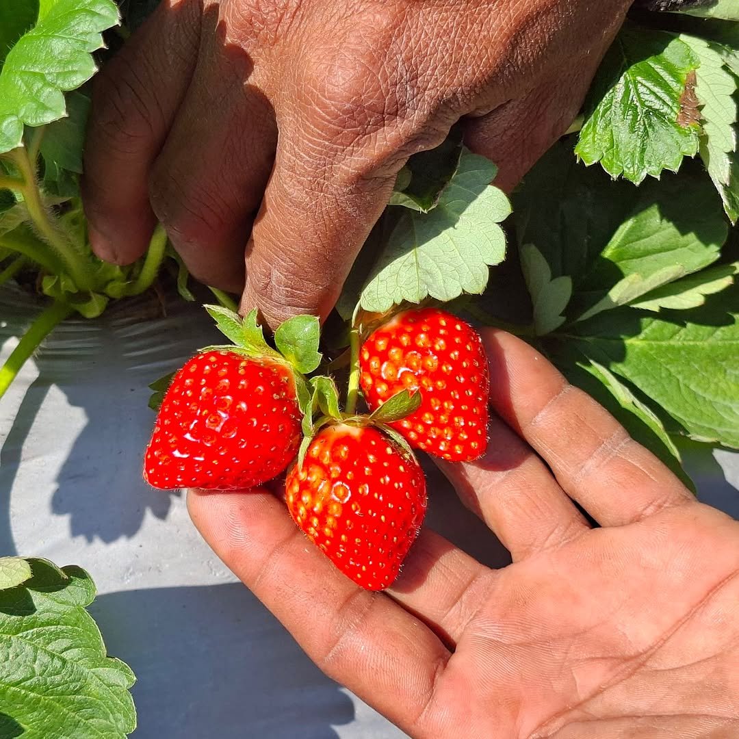 Photo shared by Jain Irrigation Systems Ltd. on November 20, 2025 tagging @betteryields_greaterprofit. May be an image of strawberry.