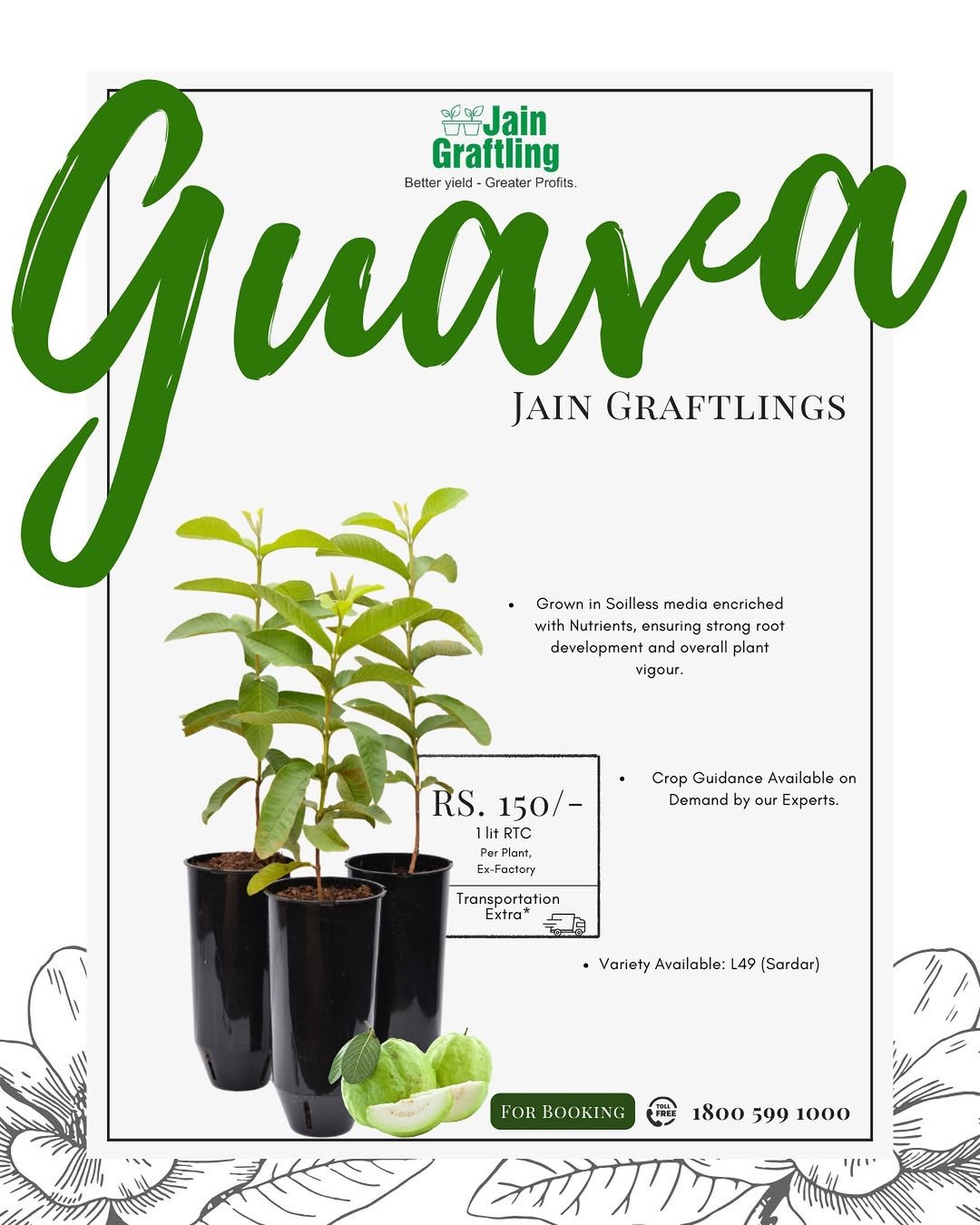 Photo by Jain HI-TECH Plant Factory🪴 \\ Jain Tissue Culture 🌱 on December 02, 2025. May be an image of house plant, poster, prickly pear and text that says 'Guas Grown Soilless media encriched Auava 重 ορι Jain Graftling Better yield- Greater Profits. JAIN GRAFTLINGS with Nutrients, ensuring strong oot development overall plant vigour. RS.150/- RS. 150/- 1lit RTC Por Ex-Factory Crop Guidance Available on Demand ur Experts. Transpo Transportation Extra* Variety Available: L49 Sardar] FOR BOOKING 1800 599 1000 ም ／カナウカウン'.