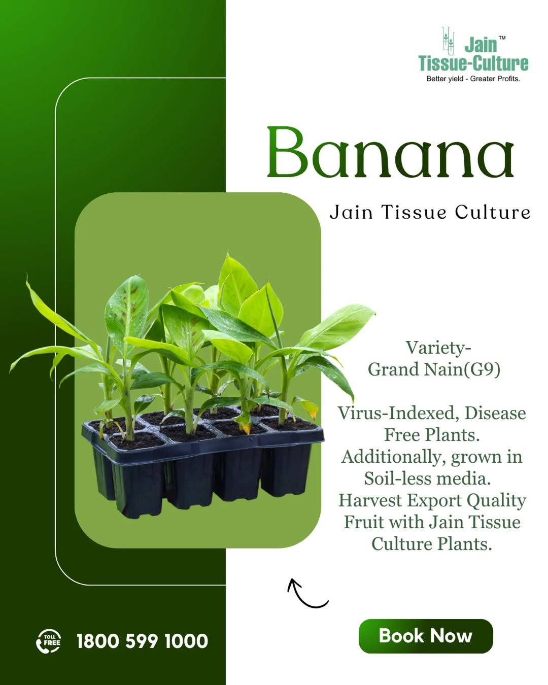 Photo by Jain HI-TECH Plant Factory🪴 \\ Jain Tissue Culture 🌱 on November 26, 2025. May be an image of banana, plant and text that says '비위 + Jain" Tissue-Culture -Culture Tissue- Better eld- Greater Profits. Βακαηα Jain Tissue Culture Variety- Grand Nain(G9 Virus-Indexed, Disease Free Plants. Additionally, grown in Soil-less media. Harvest Export Quality Fruit with Jain Tissue Culture Plants. TOLL 18005991000 1800 599 1000 Book Now'.