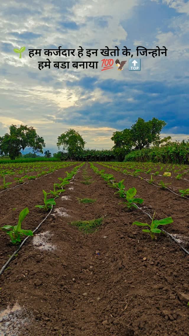 betteryields_greaterprofit 게시물 이미지: 🌿 Jain Tissue Culture 🌱🔝
#banana...