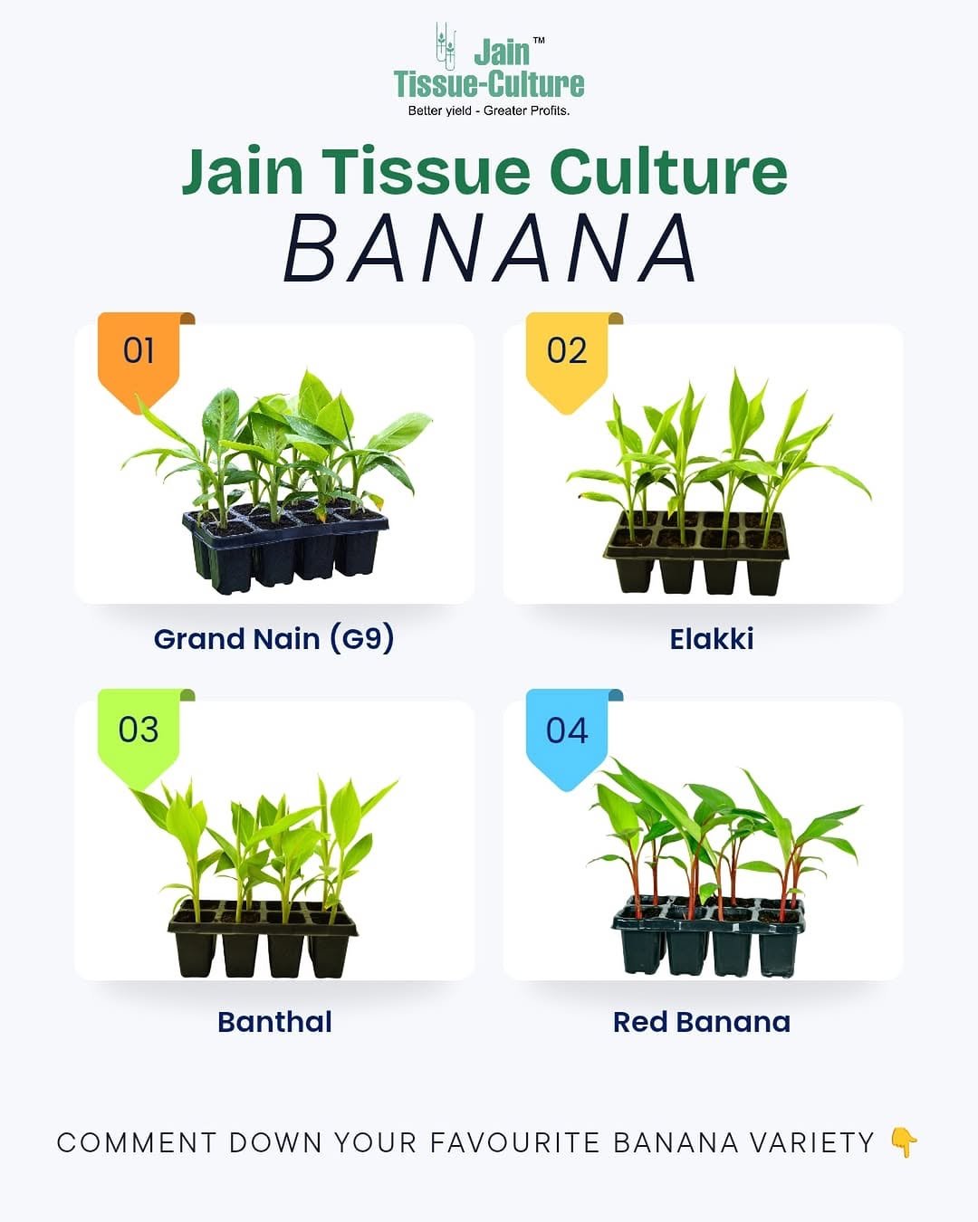 Photo by Jain HI-TECH Plant Factory🪴 \\ Jain Tissue Culture 🌱 on January 15, 2026. May be an image of banana, poster, seedlings, seedling and text that says 'Jain TIM Tissue-Culture Better ylekd- Greeter Profts. Jain Tissue Culture BANANA 01 02 Grand Nain (G9) (G9) 03 Elakki 04 Banthal Red Banana COMMENT DOWN YOUR FAVOURITE BANANA VARIETY'.