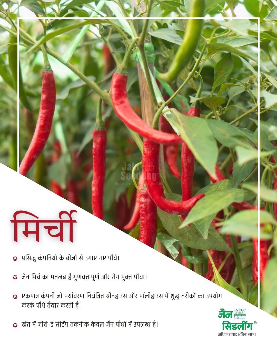 Photo by Jain HI-TECH Plant Factory🪴 \\ Jain Tissue Culture 🌱 on February 19, 2026. May be an image of vegetable, amaranth and text that says 'मिची ।प्रिदिदकपवियोकवीजीसेगएंधो प्रसिद्ध कंपनियों के बोजों से उगाए गए पौधे। जैनिर्च का मतलब है गुणवतापूर्ण और रोग मुक्त पौधा। एकमात्र कंपनी जो पर्यावरण नियंत्रित ग्रोनहाउस और पॉलोहाउस करके पौधे तैयार करतो है| खेत जीरो-डे सेटिंग तकनीक केवल जैन पौधो मैं उपलब्ध है| शुद्ध तरोकों का उपयोग जैन जैन.... うイダ 保場 सिडलींग अध्क ल्द जविक लाभ!'.