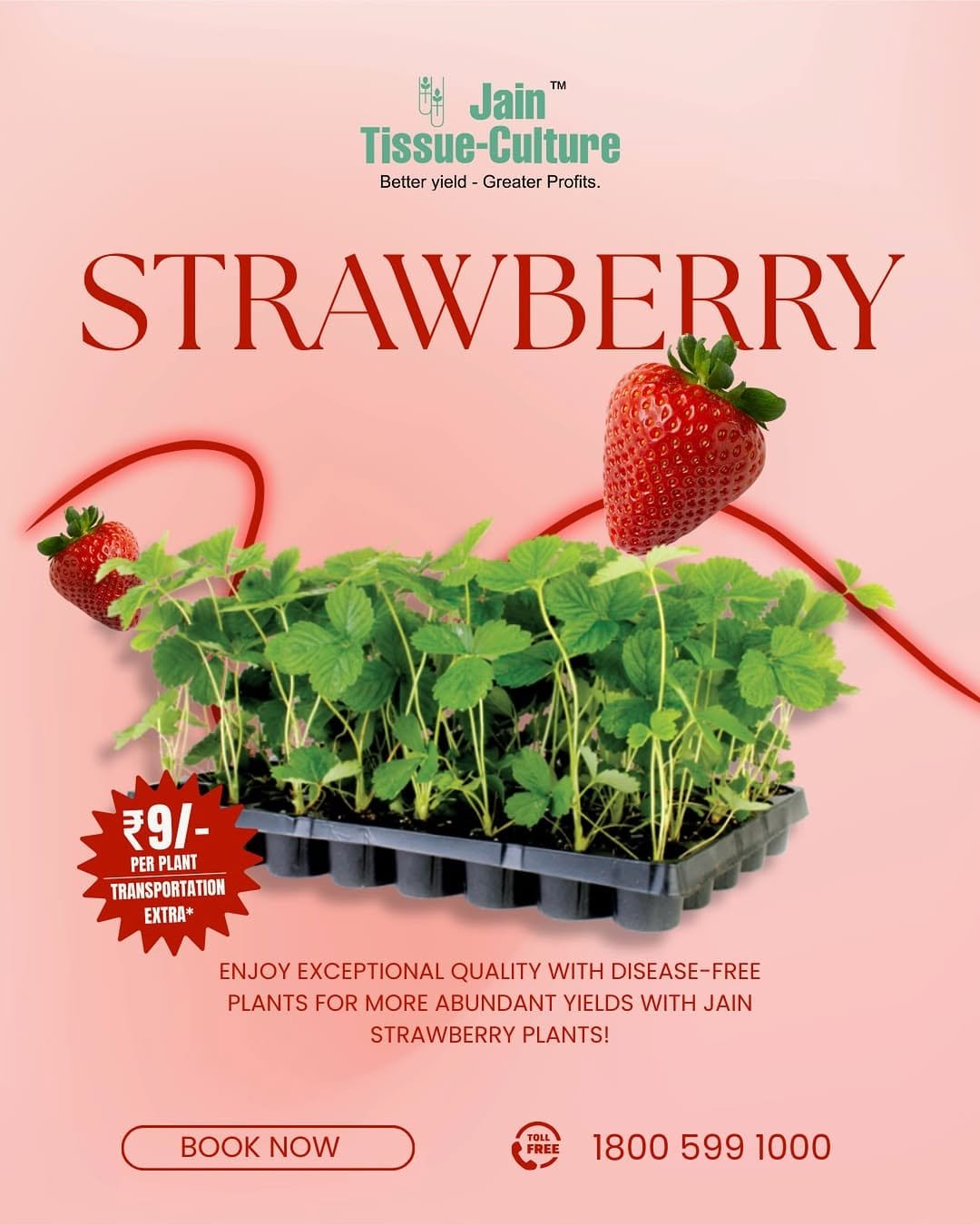 Photo by Jain HI-TECH Plant Factory🪴 \\ Jain Tissue Culture 🌱 on February 23, 2026. May be an image of strawberry, vegetable and text that says 'Jain™ Tissue- Tissue-Culture Culture Better yield Greater Betteryield-GreaterProfits. GreaterProfits. Profits. STRAWBERRY ₹9/- PERPLANT PER PLANT TRANSPORTATION EXTRA* ENJOY EXCEPTIONAL QUALITY WITH DISEASE-FREE PLANTS FOR MORE ABUNDANT YIELDS WITH WITHJAIN JAIN STRAWBERRY PLANTS! B BOOKNOW NOW 1800 599 1000'.