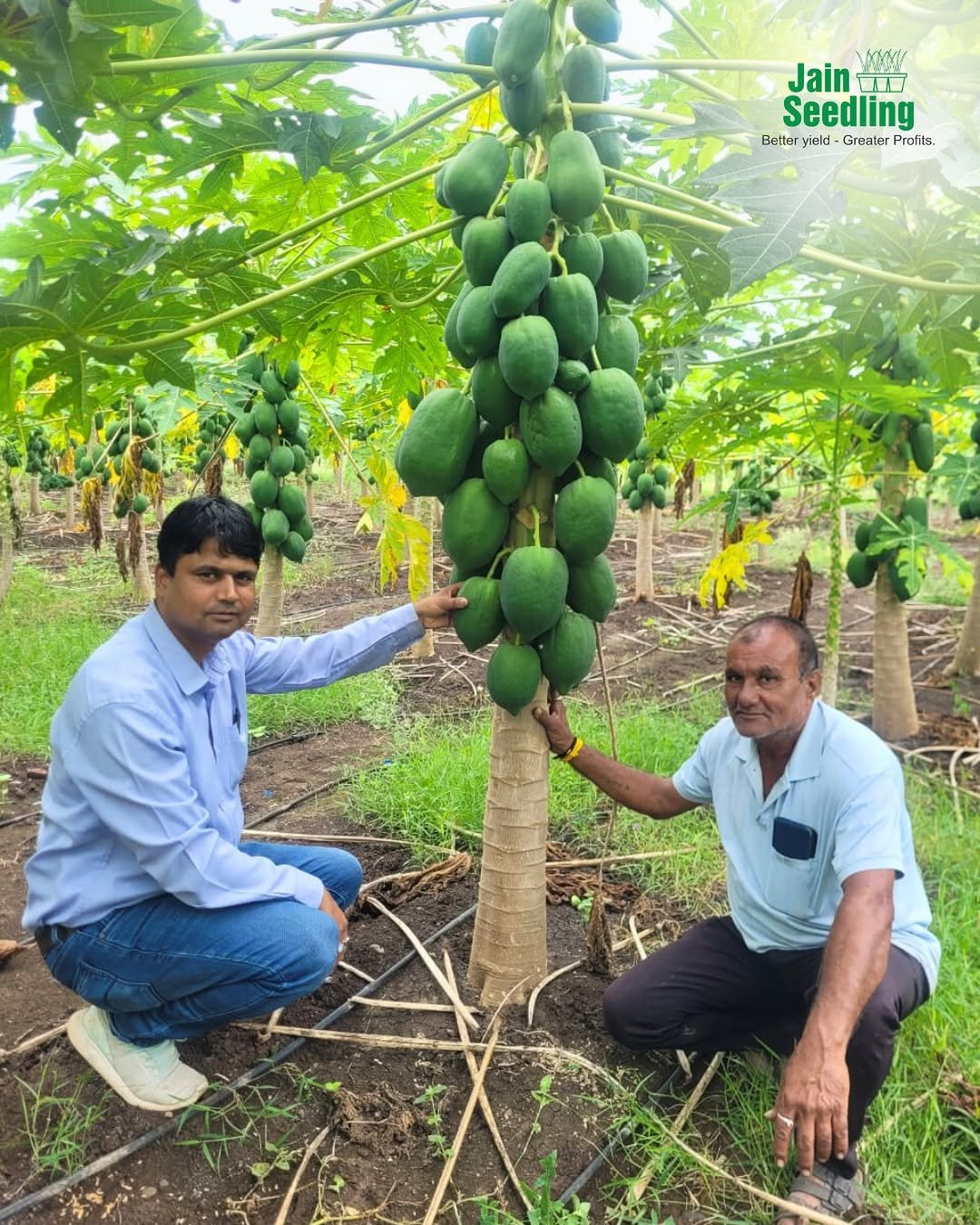 Photo by Jain HI-TECH Plant Factory🪴 \\ Jain Tissue Culture 🌱 on November 28, 2025. May be an image of papaya and text that says 'Jain Jaino 미니 VaNN Seedling Better Bstterylald-GreaterProfts ield Greater Profits.'.