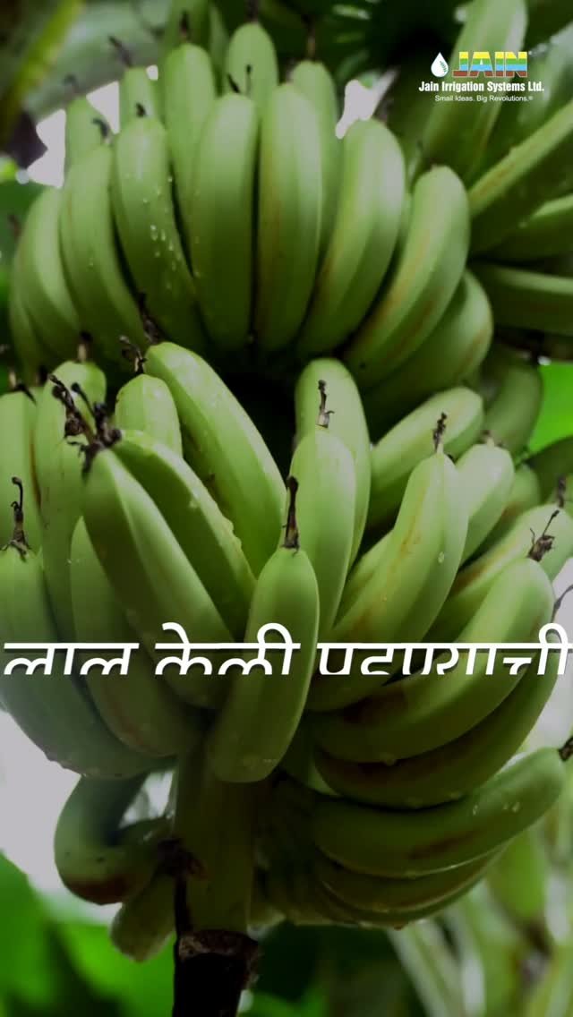 betteryields_greaterprofit 게시물 이미지: Why Are Bananas Turning Red in Your Farm...