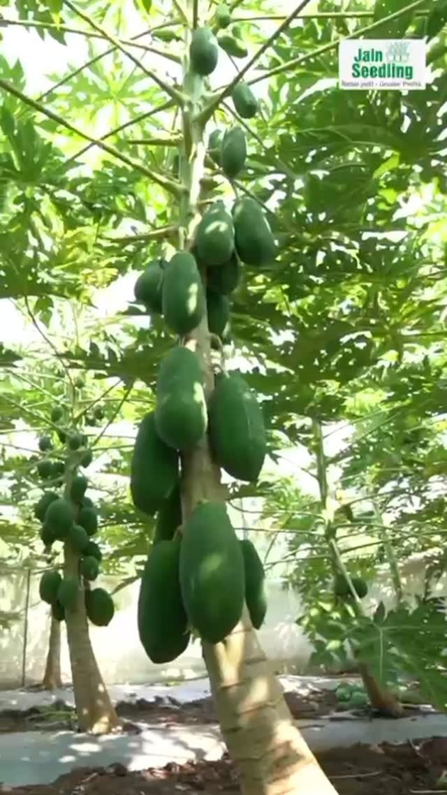 betteryields_greaterprofit 게시물 이미지: Nurture your farm with the Papaya seedlings...