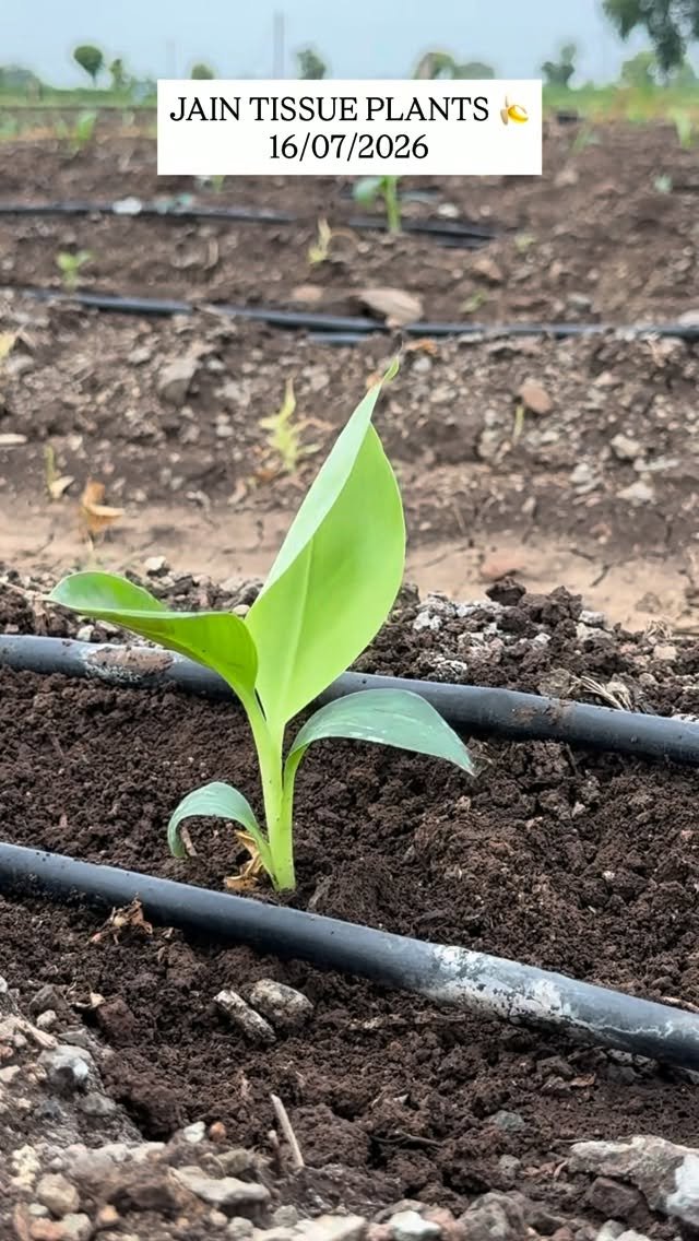 betteryields_greaterprofit 게시물 이미지: JAIN TISSUE PLANTS 🌱🍌
Plantation date :-...