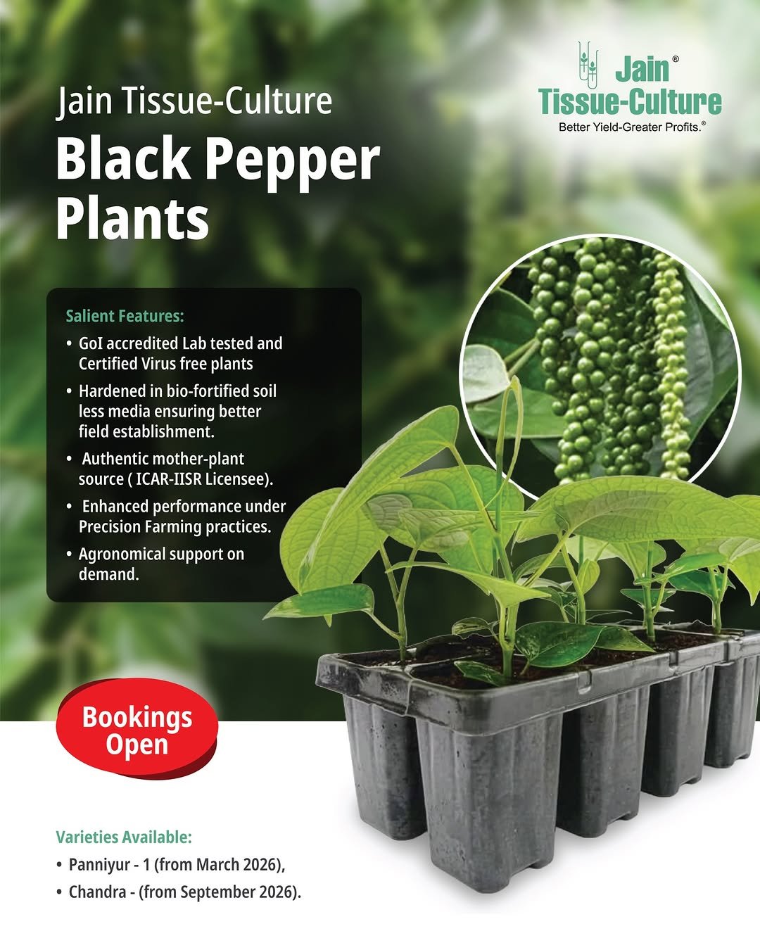Photo shared by Jain HI-TECH Plant Factory🪴 \\ Jain Tissue Culture 🌱 on February 28, 2026 tagging @jainirrigation_. May be an image of spice, vegetable, herb and text that says 'Jain Tissue-Culture Tissue- Culture Black Pepper Plants နိ် Jain® Tissue-Cultur e-Culture Tissue- Better Yiekd-Greater BetterYrekd-GreaterProfits." Yield-G Greater Profits,* Sal ient Featur es: Gol accredited Lab tested and Certified Virus free plants ·Hardened bio-fortified soil less media ensuring better field establishment. Authentic mother-plant source (ICAR-IISR Licensee). Enhanced performance under Precision Farming practices. Agronomical support on demand. Bookings Open VarietiesAvailable: Varieties Available Panniyur (from March 2026), •Chandra- (from September 2026).'.