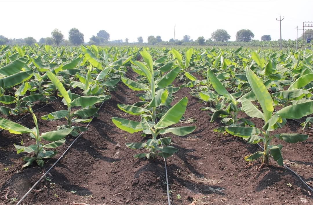 Photo shared by Jain HI-TECH Plant Factory🪴 \\ Jain Tissue Culture 🌱 on February 20, 2026 tagging @jainirrigation_. May be an image of banana, plant and text.