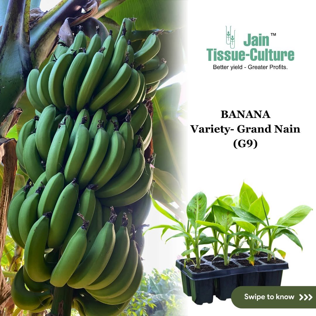 Photo by Jain HI-TECH Plant Factory🪴 \\ Jain Tissue Culture 🌱 on April 10, 2024.