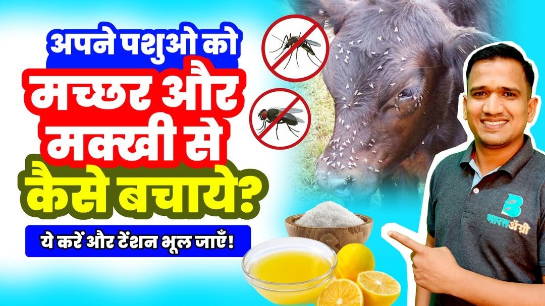 bharatagri_hindi 게시물 이미지: 🐄🐃 अपने पशुओं को मच्छर और मक्खी से कैसे...