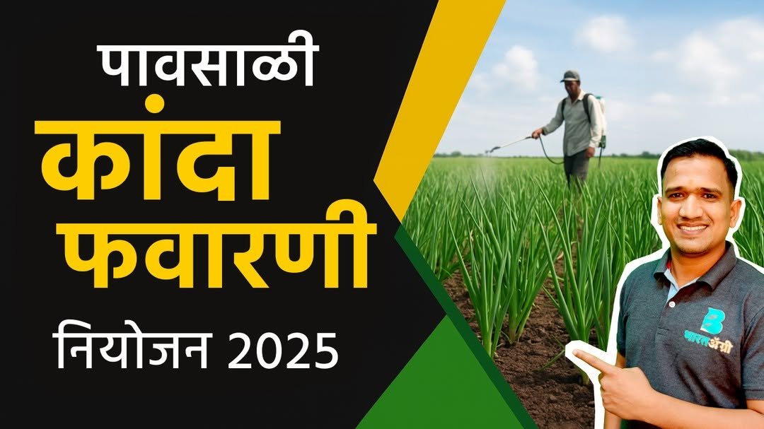 bharatagri_marathi 게시물 이미지: 🧅पावसाळी कांद्यामध्ये रोग व कीड नियंत्रणाचं...