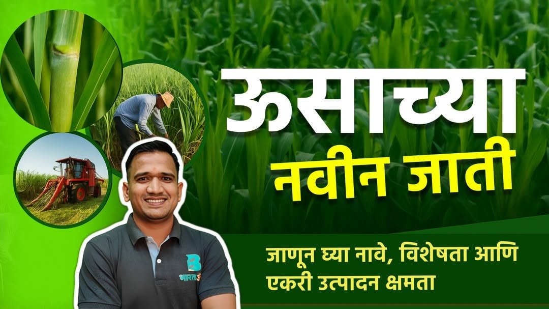 bharatagri_marathi 게시물 이미지: 2025 मधील ऊसाच्या नवीन जाती जाणून घ्या नावे,...