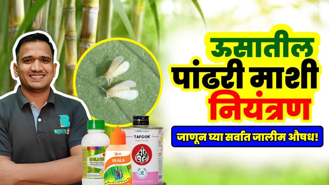 bharatagri_marathi 게시물 이미지: पांढरी माशी ऊस पिकाचे मोठे नुकसान करते! ❌
यावर...