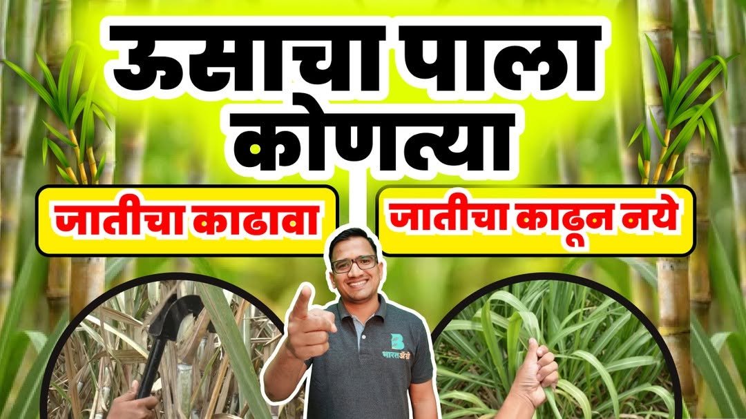 bharatagri_marathi 게시물 이미지: ऊसाचा पाला – कोणत्या जातीमध्ये काढावा किंवा...