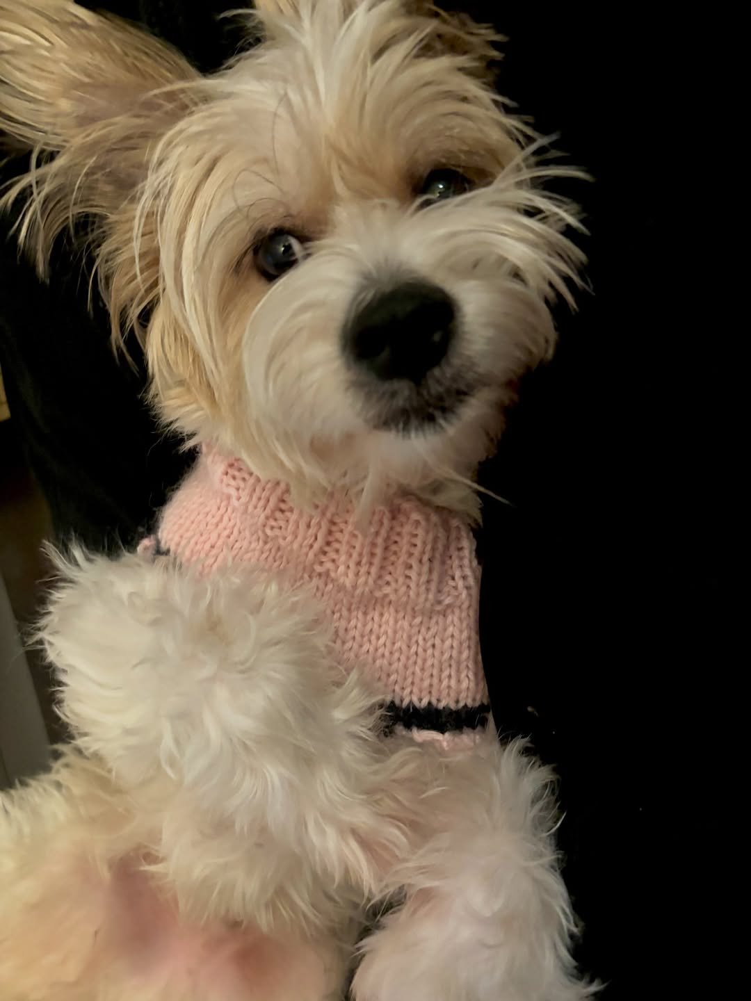 Photo by 은수좋은날 | EUNSOO on December 27, 2025. May be an image of Maltese, fur and text.