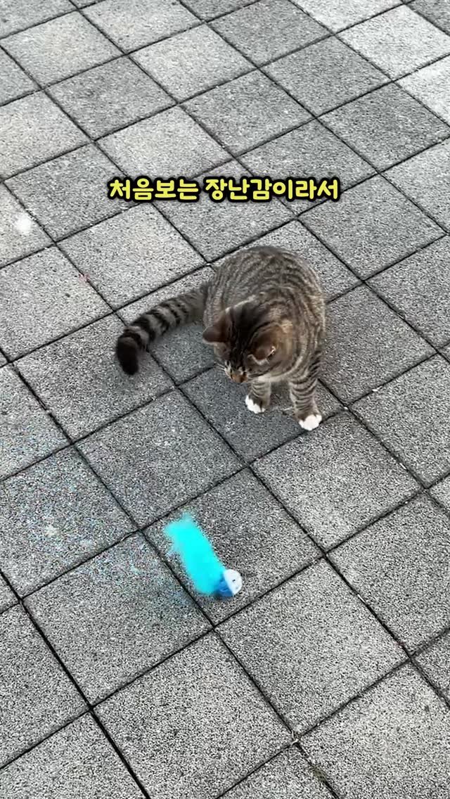 bicycle_reader 게시물 이미지: 고양이랑 제대로 놀아주기ㅋㅋㅋㅋ