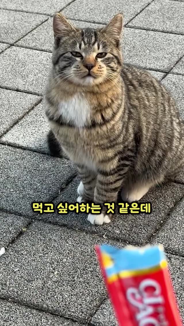 bicycle_reader 게시물 이미지: 고양이 꼬시기 ㅋㅋㅋ