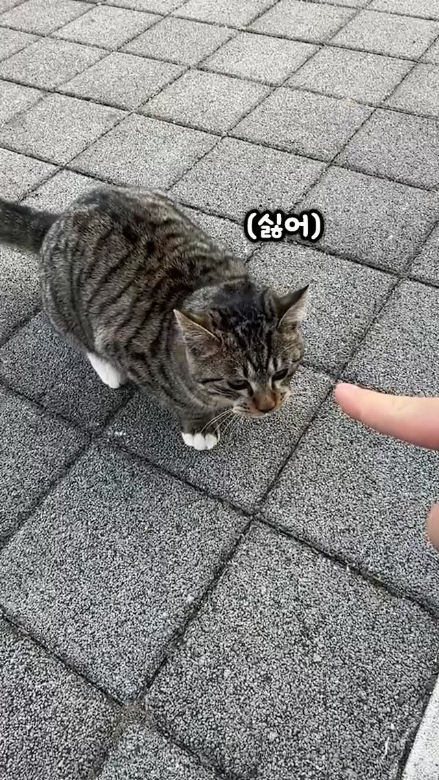 bicycle_reader 게시물 이미지: 고양이 유튜버됨 ㅋㅋㅋ