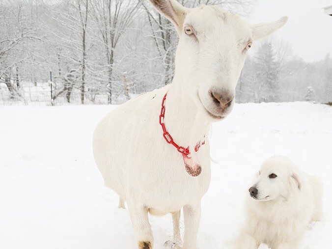 Photo shared by Louisa, She/her on November 28, 2024 tagging @farmweather.