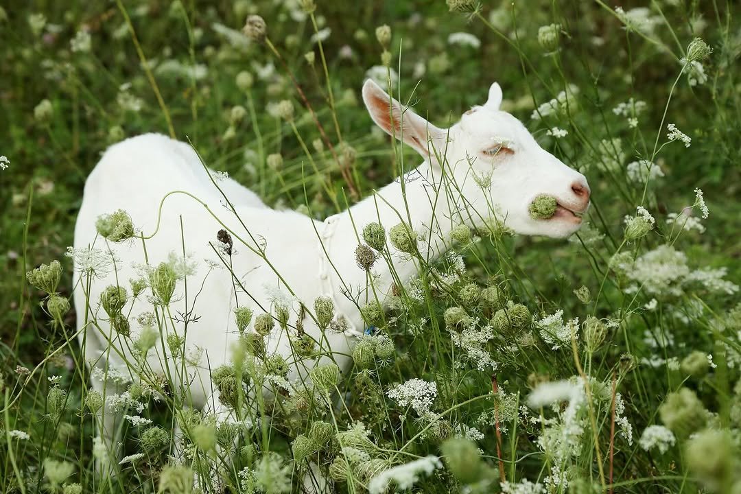 Photo by Louisa, She/her in Vermont.