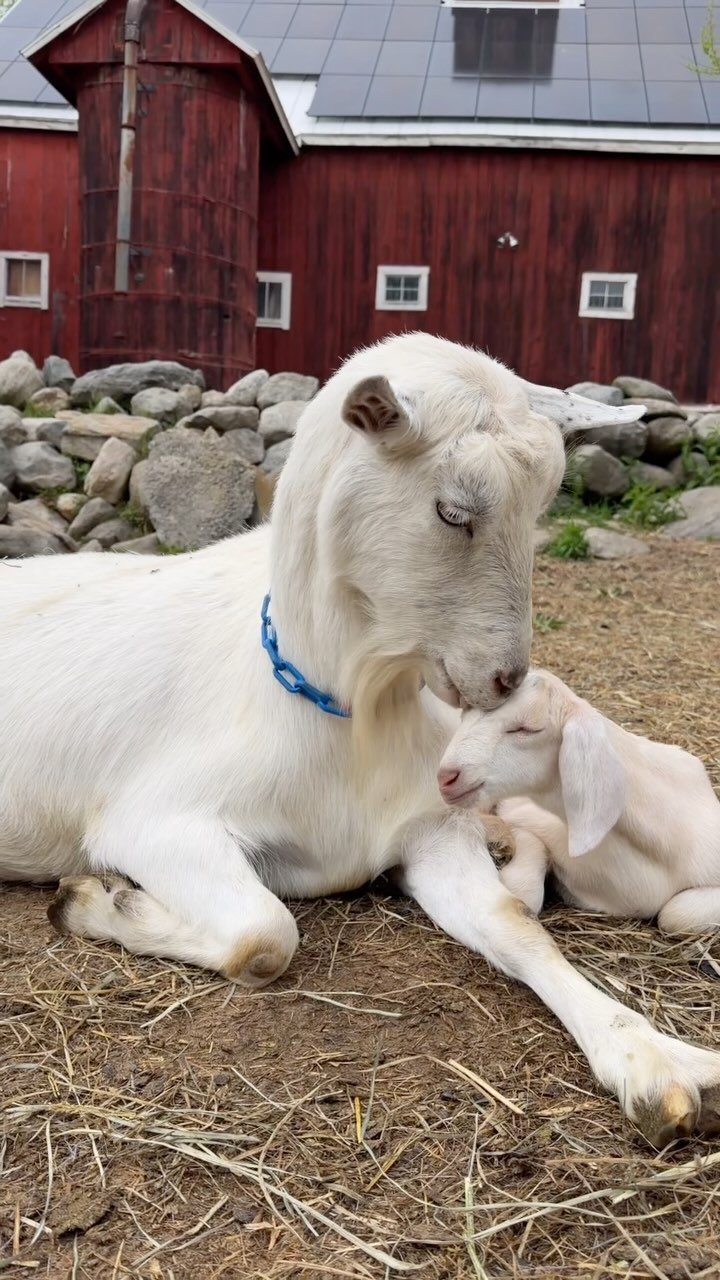 bigpicturefarm 게시물 이미지: 
