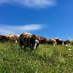 hogwashfarm 프로필 사진