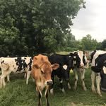 mainefarms 프로필 사진