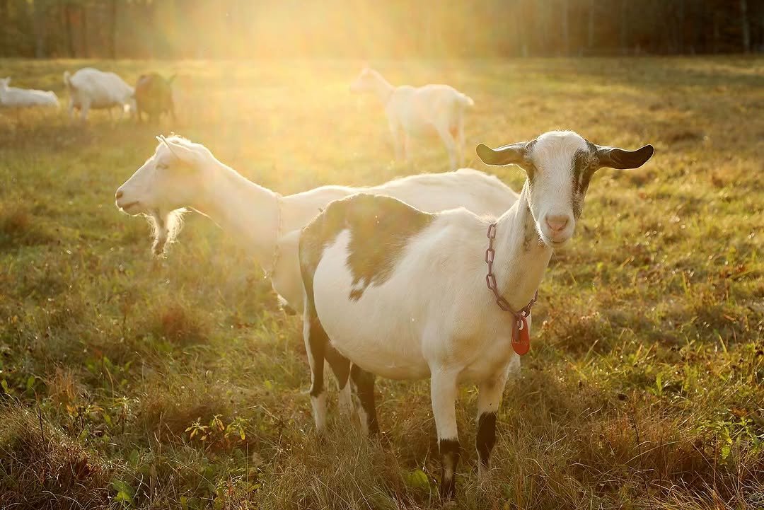 Photo by Louisa, She/her on October 27, 2025. May be an image of lamb, goat, sheep and text.